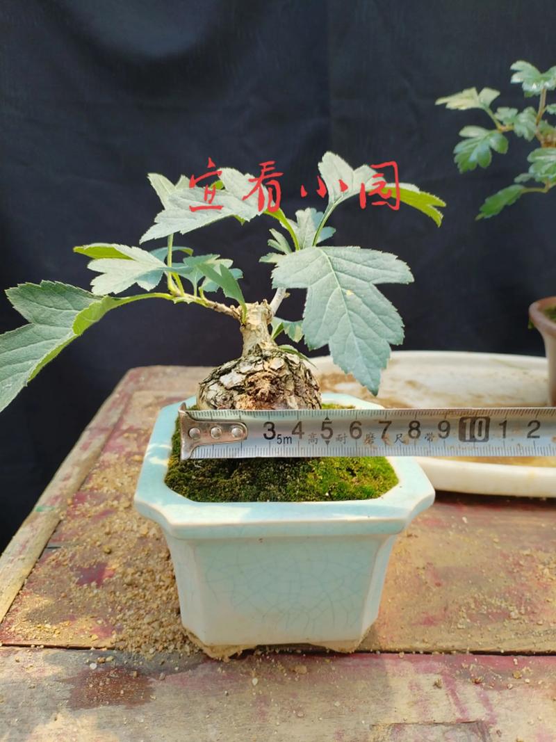 山楂树盆景怎么种才好看？-第1张图片-宁夏农业信息网