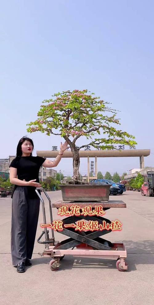 山楂树盆景怎么种才好看？-第3张图片-宁夏农业信息网