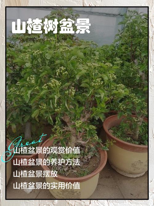 山楂树盆景怎么种才好看？-第2张图片-宁夏农业信息网