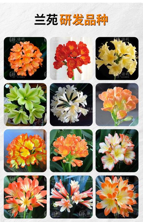 君子兰要买什么品种好-第2张图片-宁夏农业信息网