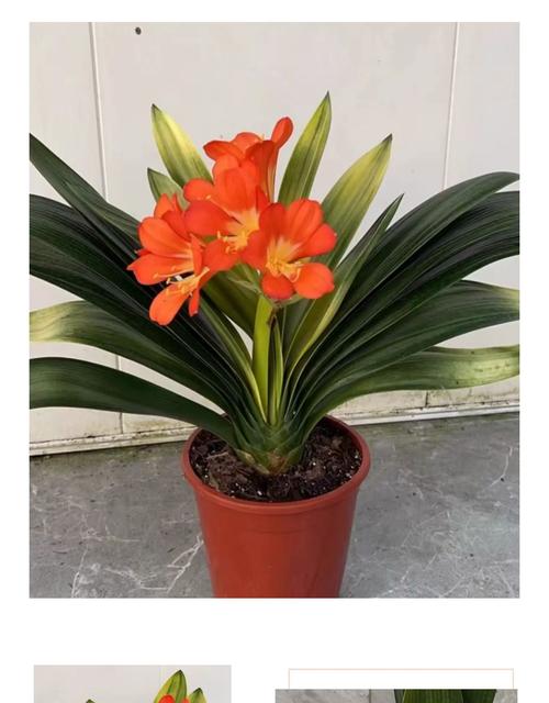 君子兰要买什么品种好-第3张图片-宁夏农业信息网