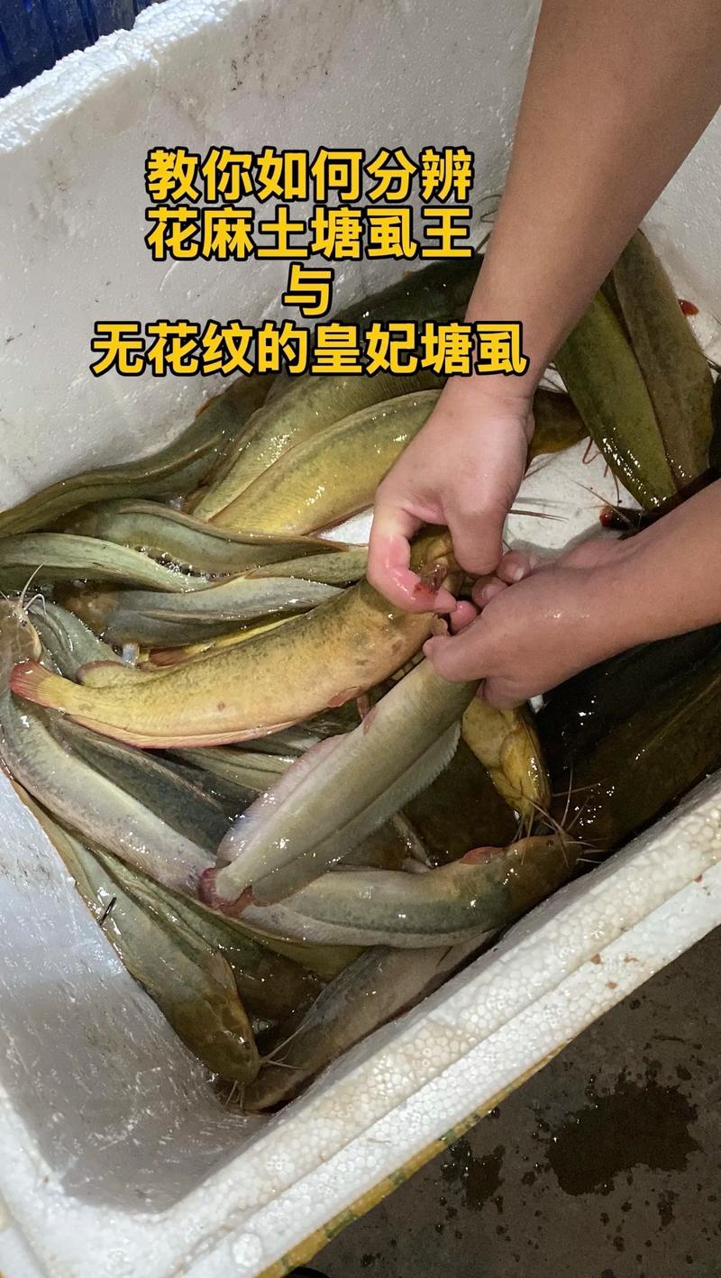 水产和水产养殖有何本质区别?-第1张图片-宁夏农业信息网 水产和水产养殖有何本质区别?-第1张图片-宁夏农业信息网