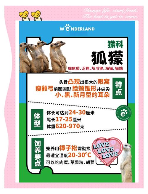 电视台如何讲解狐狸养殖方法？-第3张图片-宁夏农业信息网