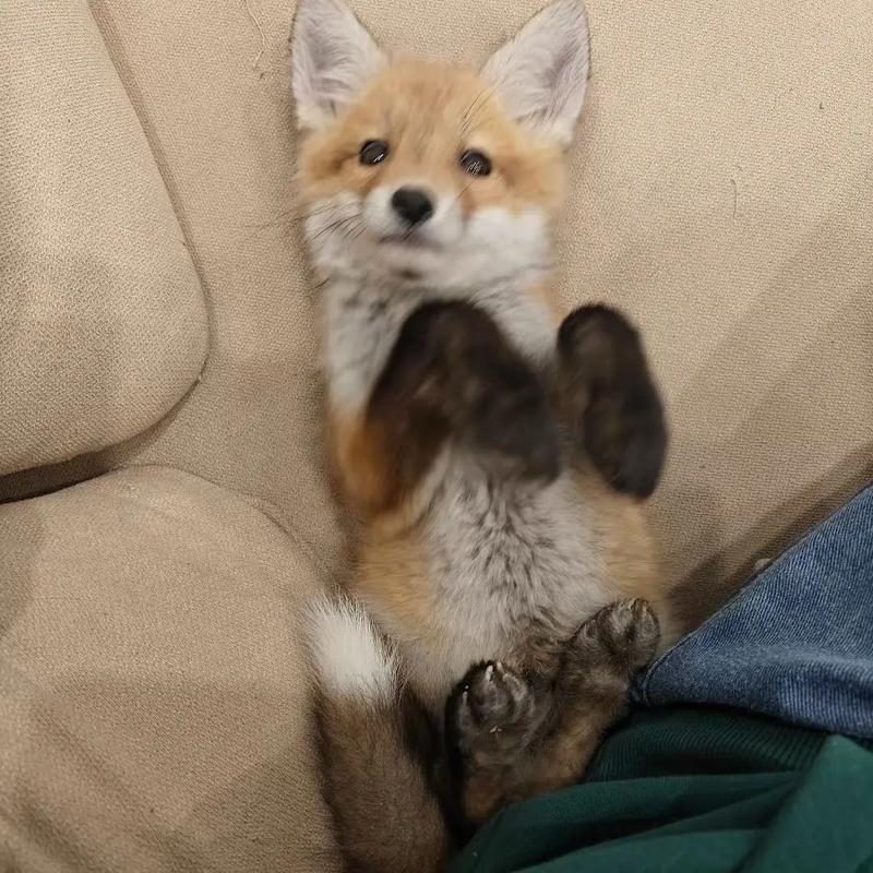 电视台如何讲解狐狸养殖方法？-第1张图片-宁夏农业信息网