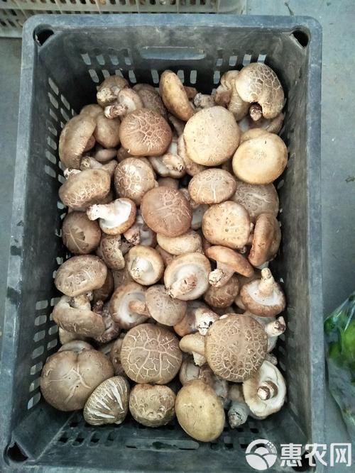 短菌龄香菇品种有哪些?-第3张图片-宁夏农业信息网 短菌龄香菇品种有哪些?-第3张图片-宁夏农业信息网