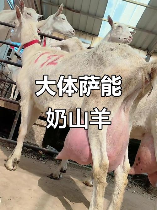 奶山羊哪个品种产奶高-第1张图片-宁夏农业信息网