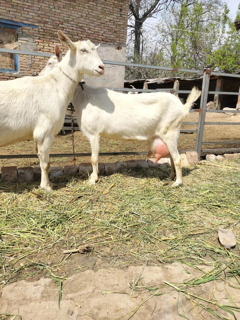 奶山羊哪个品种产奶高-第2张图片-宁夏农业信息网