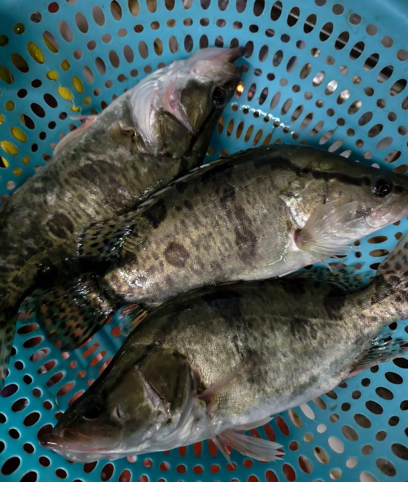 水产投标鱼类有哪些选择?-第1张图片-宁夏农业信息网 水产投标鱼类有哪些选择?-第1张图片-宁夏农业信息网