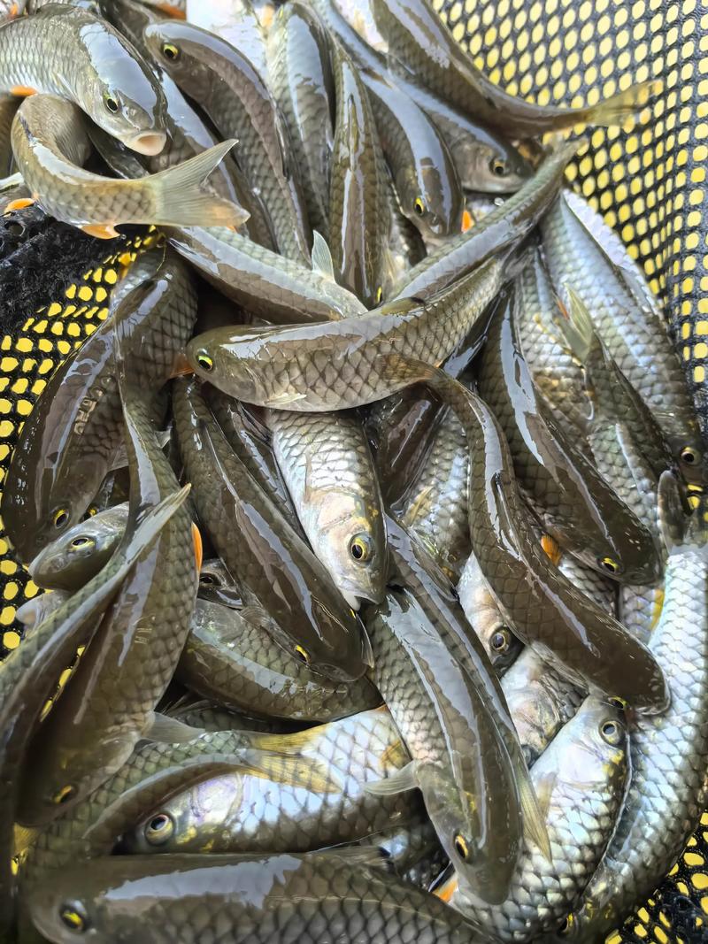 水产投标鱼类有哪些选择？-第2张图片-宁夏农业信息网