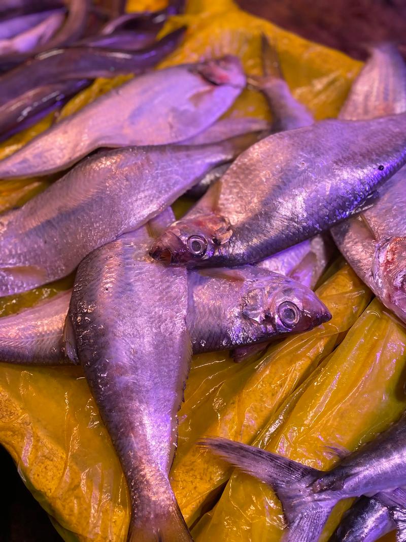 水产投标鱼类有哪些选择？-第3张图片-宁夏农业信息网