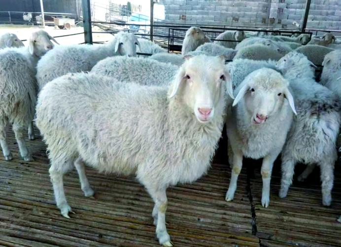 什么品种的的羊最耐寒-第1张图片-宁夏农业信息网
