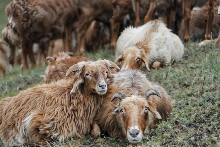 什么品种的的羊最耐寒-第3张图片-宁夏农业信息网