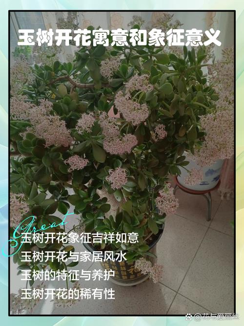 玉树哪个品种开花最美？-第3张图片-宁夏农业信息网