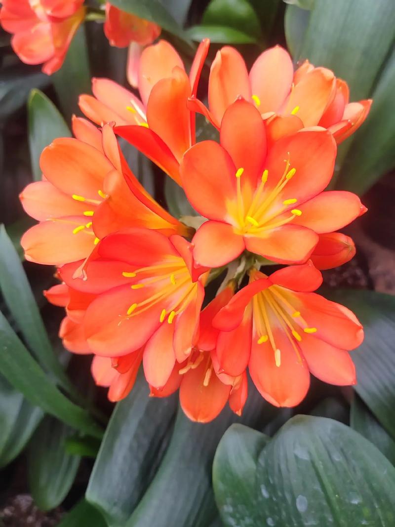 红色君子兰有哪些品种？-第1张图片-宁夏农业信息网