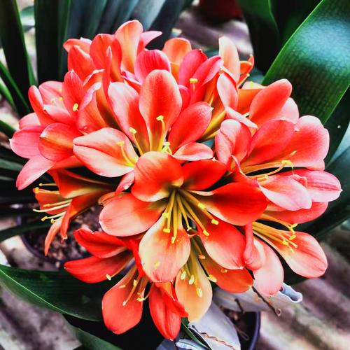 红色君子兰有哪些品种？-第2张图片-宁夏农业信息网