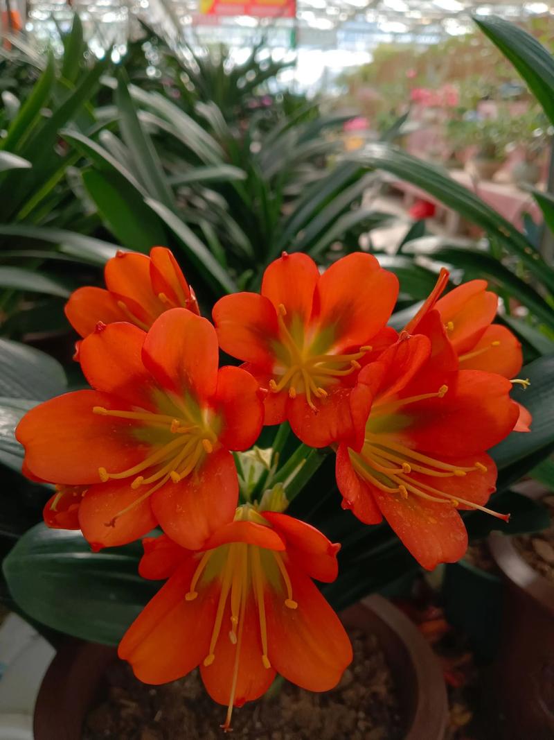 红色君子兰有哪些品种？-第3张图片-宁夏农业信息网