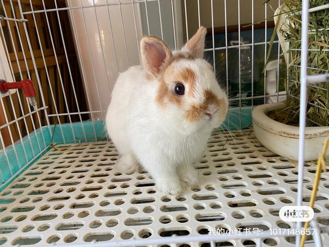 肉兔杂交品种哪个长得最快?-第1张图片-宁夏农业信息网 肉兔杂交品种哪个长得最快?-第1张图片-宁夏农业信息网