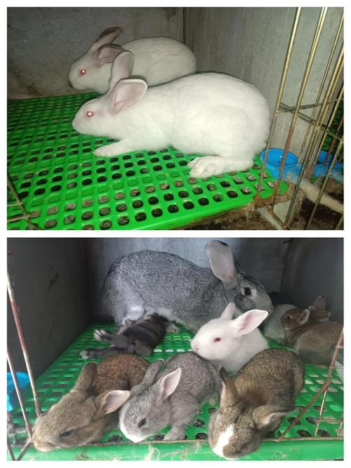 肉兔杂交品种哪个长得最快?-第3张图片-宁夏农业信息网 肉兔杂交品种哪个长得最快?-第3张图片-宁夏农业信息网