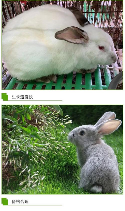 养什么品种兔子效益最高？-第1张图片-宁夏农业信息网
