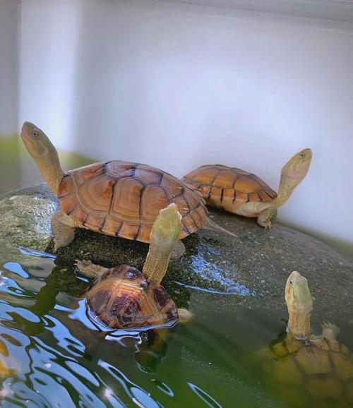 哪些水龟适合池塘养？-第2张图片-宁夏农业信息网