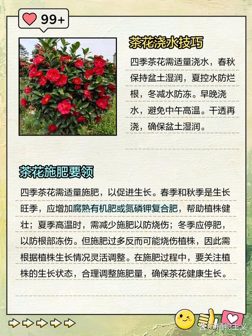 新品种茶花怎么养才好？-第1张图片-宁夏农业信息网