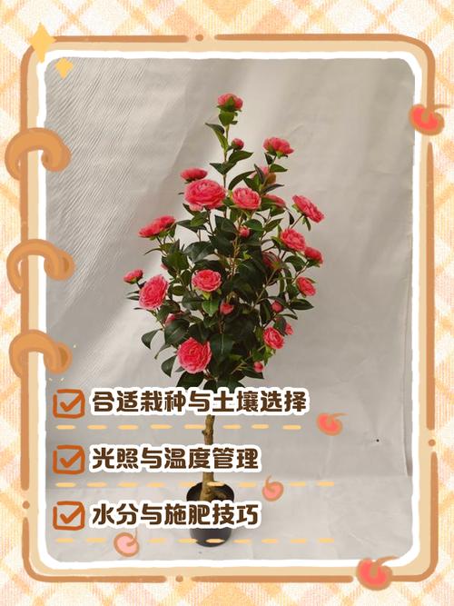 新品种茶花怎么养才好？-第2张图片-宁夏农业信息网