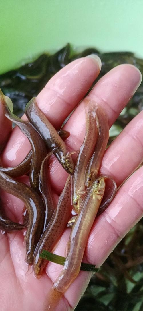 泥鳅苗哪个品种好？-第1张图片-宁夏农业信息网