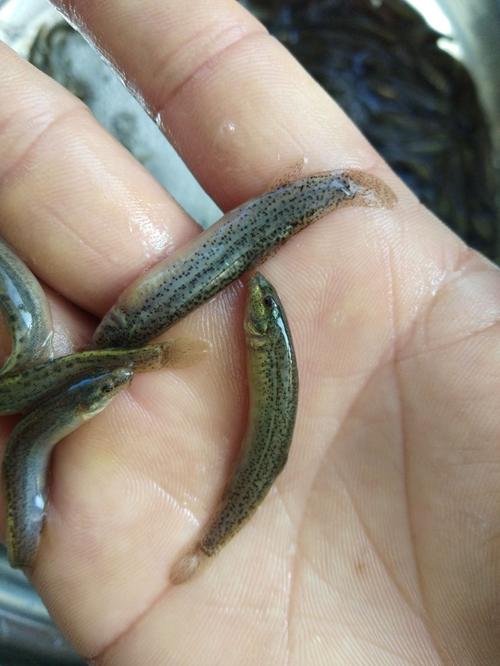 泥鳅苗哪个品种好？-第3张图片-宁夏农业信息网