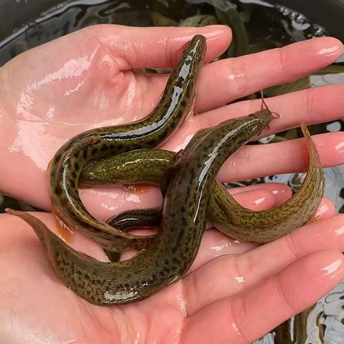 泥鳅苗哪个品种好？-第2张图片-宁夏农业信息网