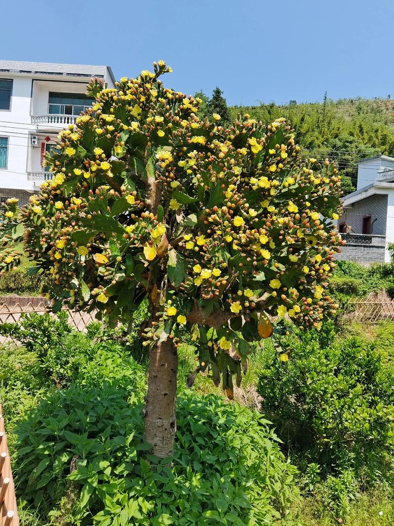 仙人掌哪些品种会开花？-第1张图片-宁夏农业信息网