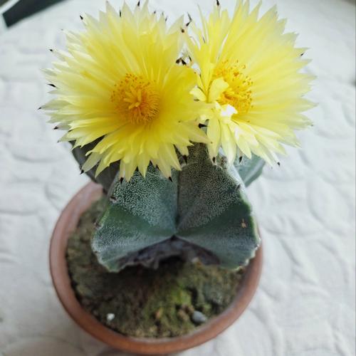 仙人掌哪些品种会开花？-第2张图片-宁夏农业信息网