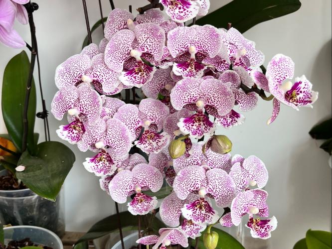 哪些蝴蝶兰是多花品种？-第2张图片-宁夏农业信息网