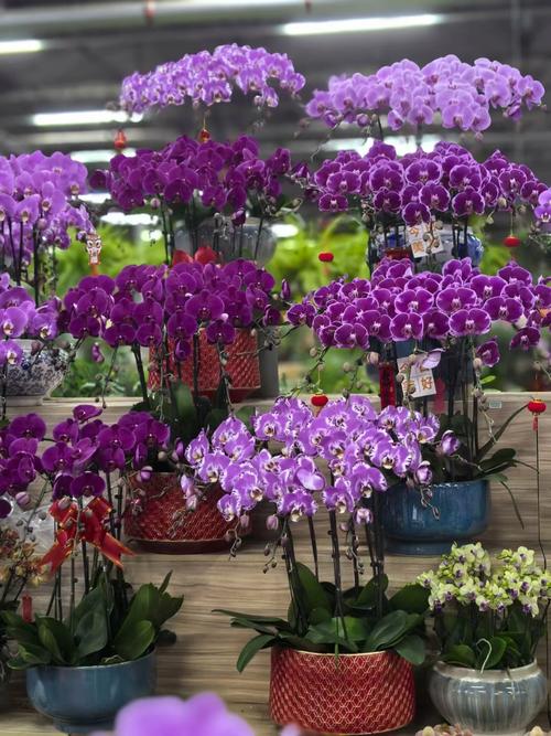 哪些蝴蝶兰是多花品种？-第1张图片-宁夏农业信息网