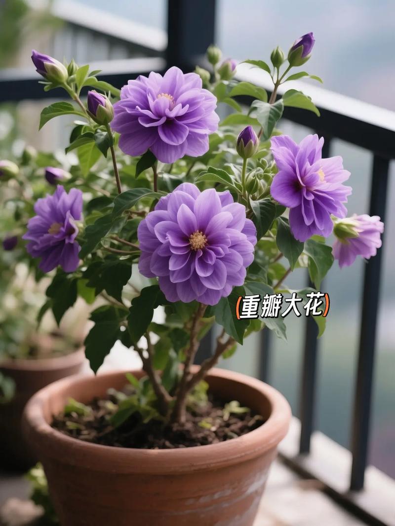 盆栽格桑花怎么养？-第2张图片-宁夏农业信息网