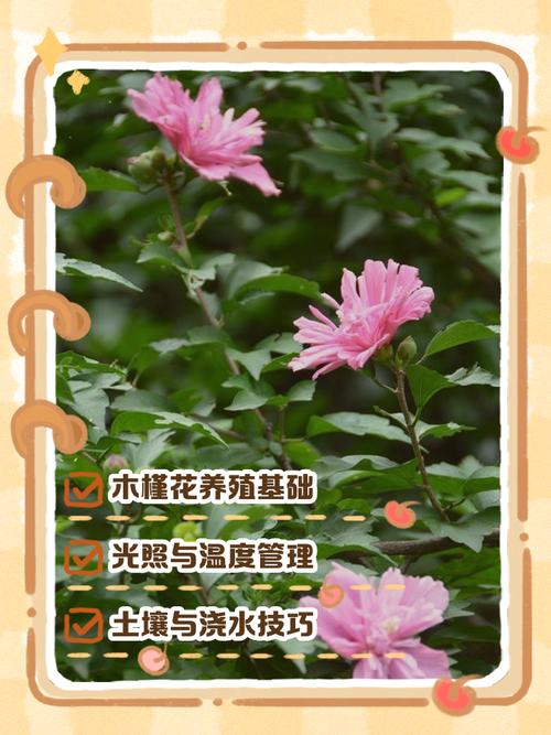 盆栽格桑花怎么养？-第3张图片-宁夏农业信息网