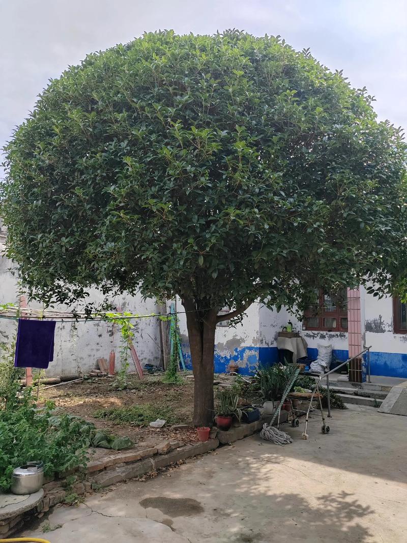 桂花树品种哪种最好？-第1张图片-宁夏农业信息网