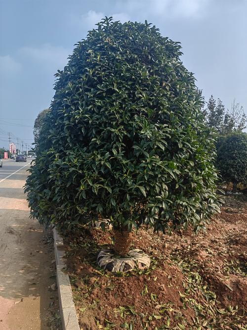 桂花树品种哪种最好？-第2张图片-宁夏农业信息网