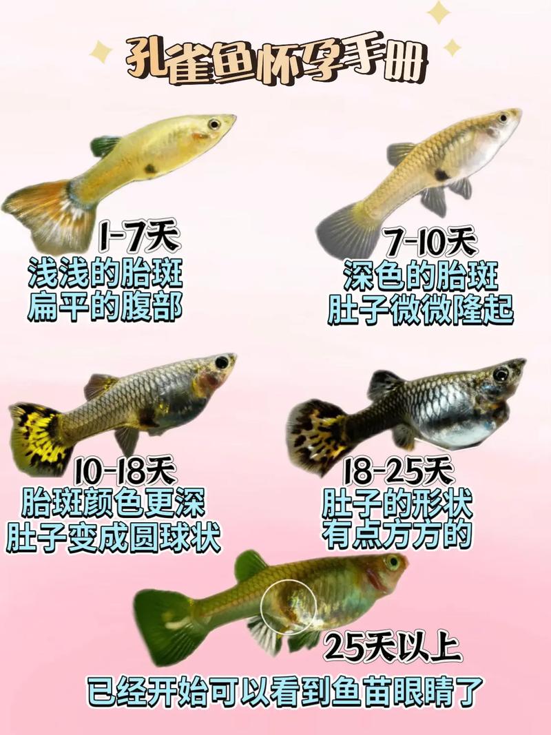 孔雀鱼如何繁育出优质品种？-第1张图片-宁夏农业信息网