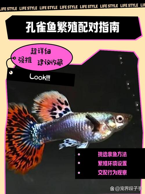 孔雀鱼如何繁育出优质品种？-第2张图片-宁夏农业信息网
