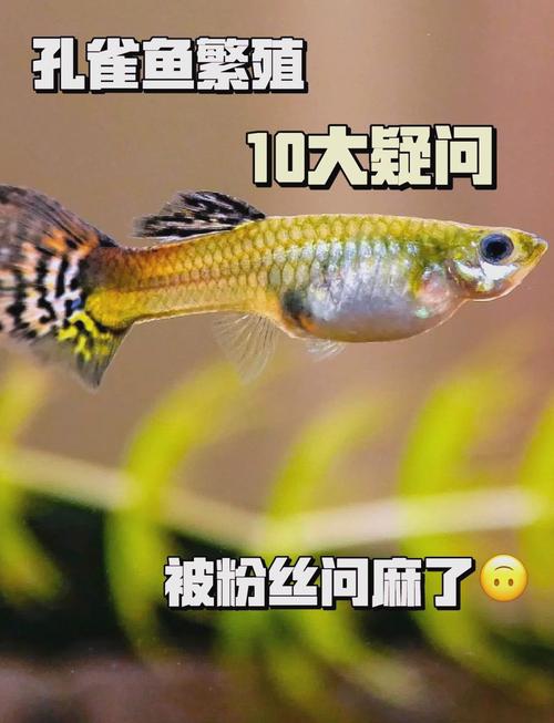 孔雀鱼如何繁育出优质品种？-第3张图片-宁夏农业信息网