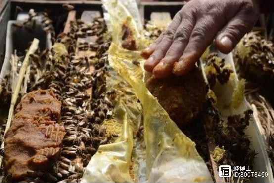 中蜂饲喂酵母片，正确方法是什么？-第1张图片-宁夏农业信息网