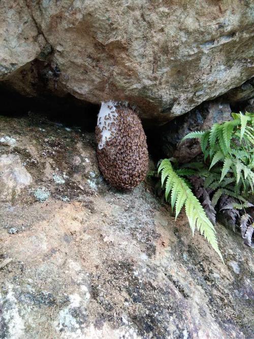 中蜂饲喂酵母片，正确方法是什么？-第2张图片-宁夏农业信息网