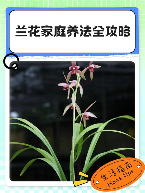 种兰花和养兰花有何关键区别？-第1张图片-宁夏农业信息网