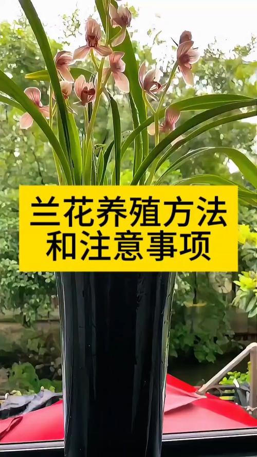 种兰花和养兰花有何关键区别？-第3张图片-宁夏农业信息网