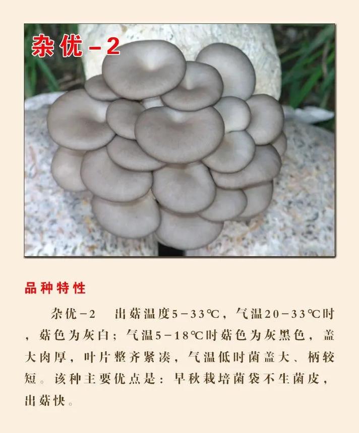 平菇常见品种有哪些？-第1张图片-宁夏农业信息网