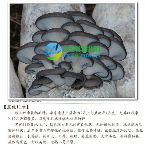 平菇常见品种有哪些？-第2张图片-宁夏农业信息网
