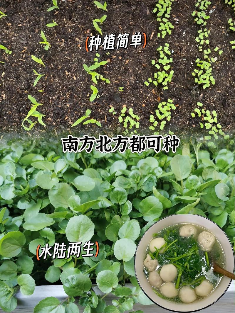 西洋菜种子怎么种才发芽快？-第1张图片-宁夏农业信息网