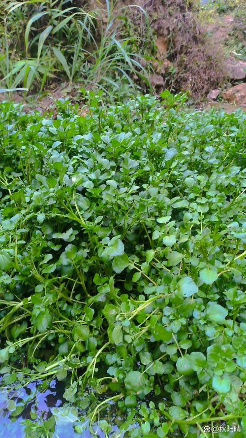 西洋菜种子怎么种才发芽快？-第2张图片-宁夏农业信息网