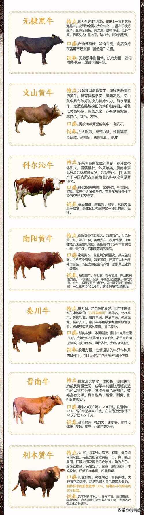 我国主要引进哪些牛品种？-第3张图片-宁夏农业信息网