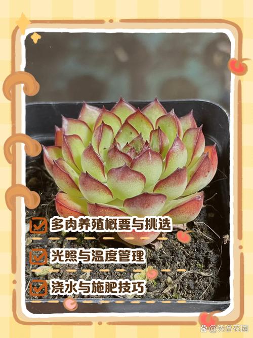 肉肉植物怎么养才好活？-第1张图片-宁夏农业信息网